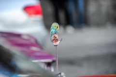 Pop-och-Rock-Wheels-2017-322
