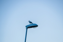 web_ESC7902